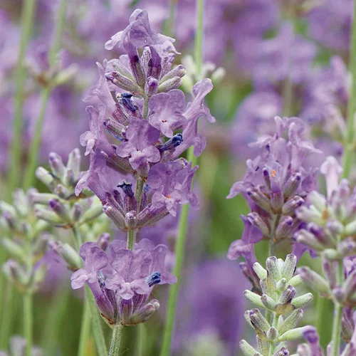 Lavande Angustifolia Twickel Purple à fleurs violettes. Le pot de 3 litres