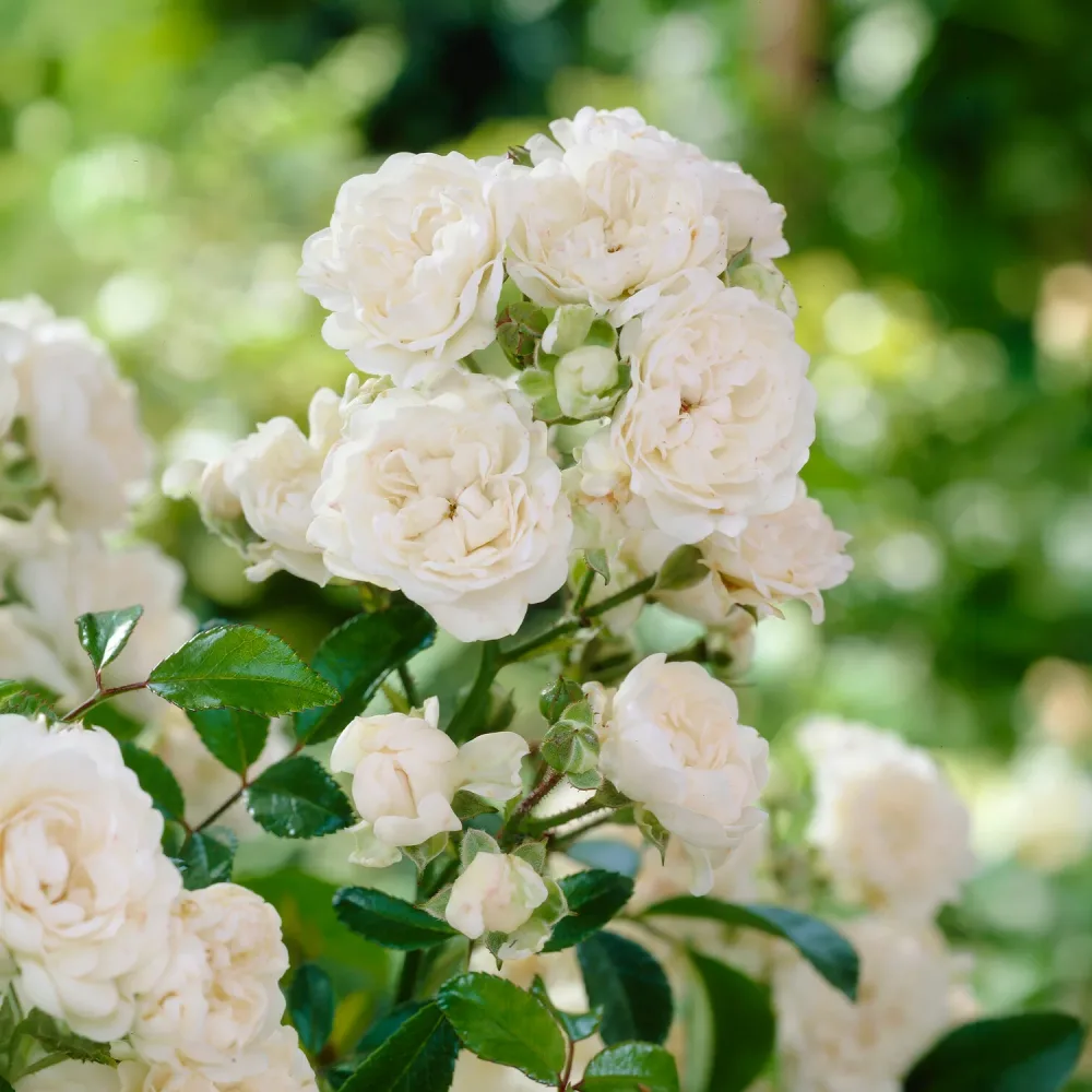 Rosier Crystal Fairy ® Rosa crystal fairy ®