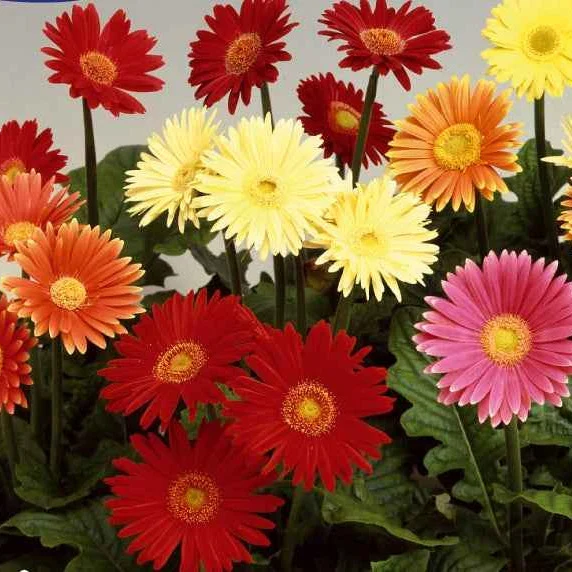 Gerberas à grandes fleurs Australian Giants en mélange Gerbera jamesonii