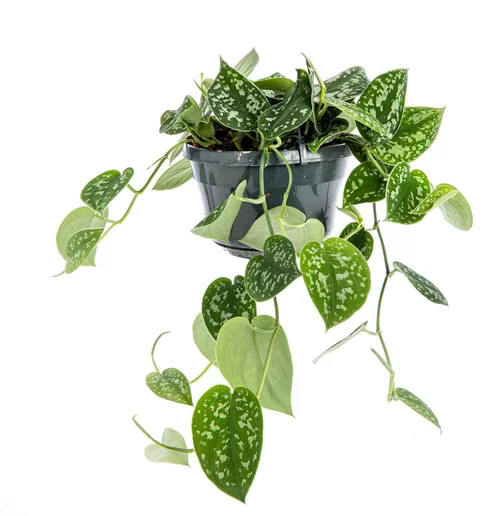Plante scindapsus pictus TM - Ø 17 cm