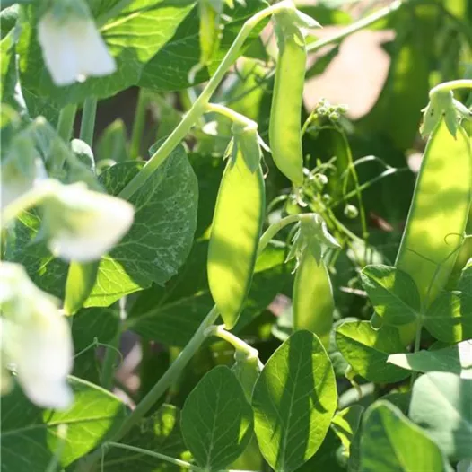 Pois Norli bio – Semences reproductibles de pois mangetout
