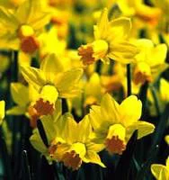 Narcisse Gold Medal - Le pot de 1 litre