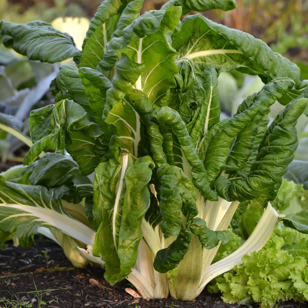Poirée verte à carde blanche 3 Bio Beta vulgaris cicla carde blanche 3