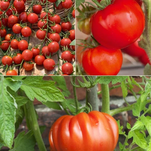 Collection de 9 Plants tomates classiques Lycopersicum saint pierre, super sweet, coeur de boeuf