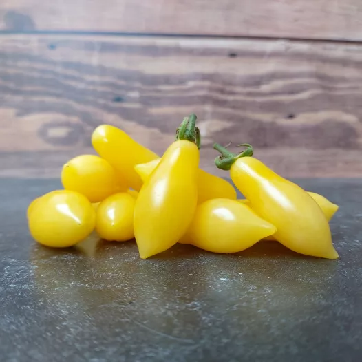Tomate cerise Ivory Tears, semences biologiques et reproductibles