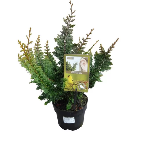 Chamaecyparis Obtusa Teddy Bear en pot de 2 L