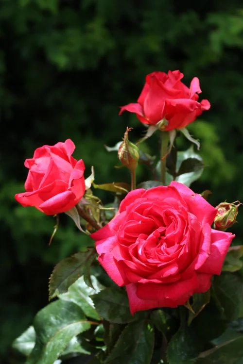 Rosier Laure Calamy® 'Fel 14013' - Le pot de 3 litres