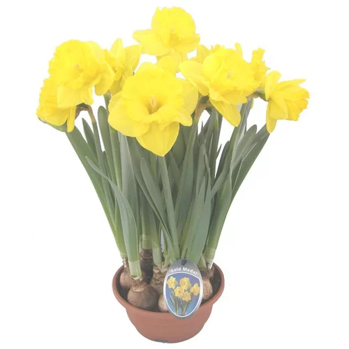 Narcisse Carlton - La coupe de 27 cm