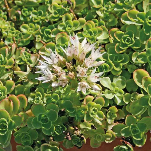 Sedum Spurium blanc - Le pot de 9 x 9 cm
