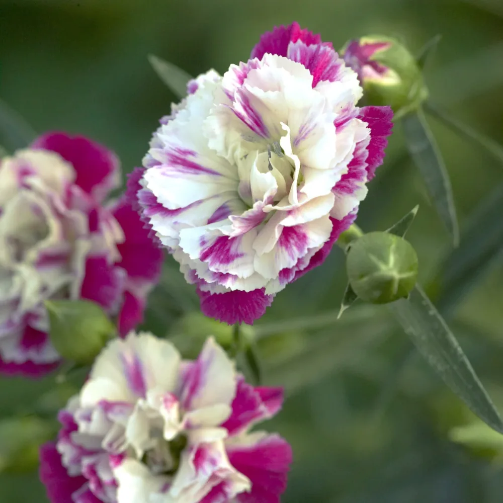 2 Œillets Paradis roses Dianthus pink heaven