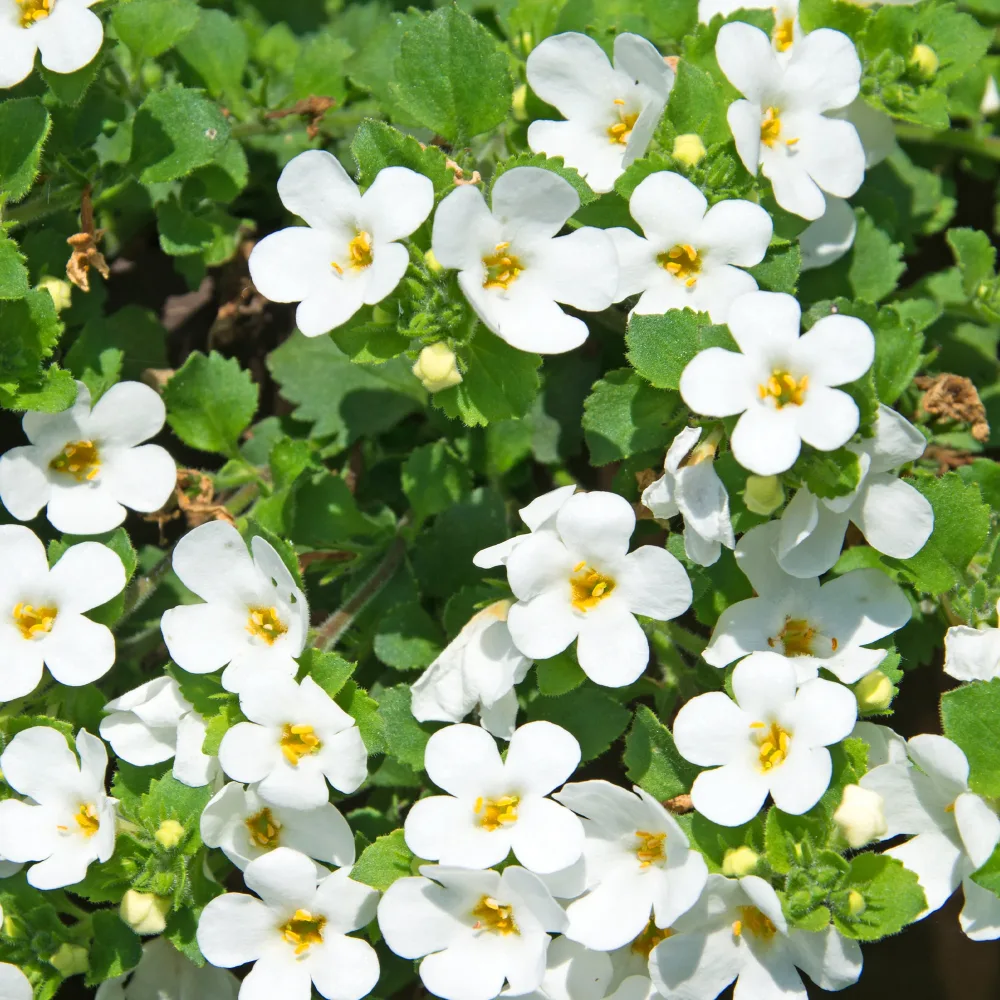 Bacopa blanc Bacopa white