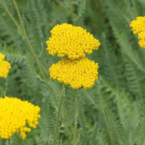 Achillée naine jaune - Le pot de 9 x 9 cm