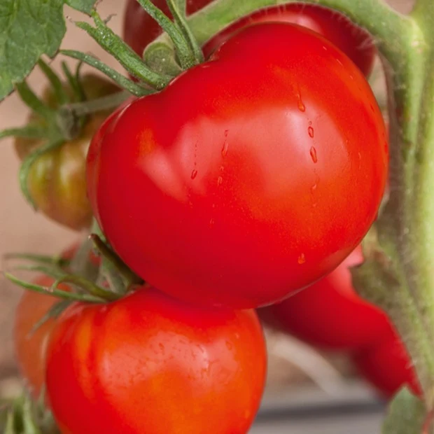 Tomate Saint Pierre Solanum lycopersicum saint pierre
