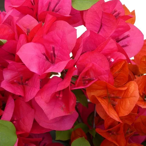Bougainvillier (Bougainvillea). Le pot de 5 litres