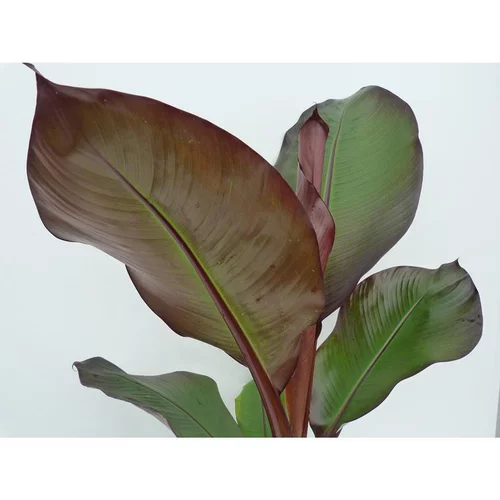 Musa Sikkimensis Red Tiger XL en pot de 24 L
