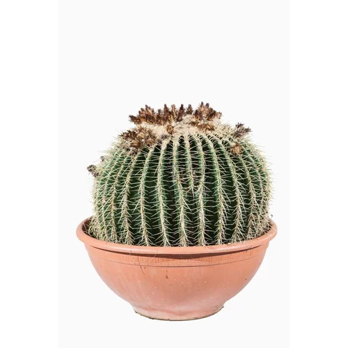 Echinocactus Grusonii (coussin de belle-mère)en pot de 160 L vert
