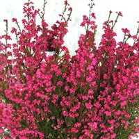 Bruyère gracilis rouge - Le pot de 10.5 cm