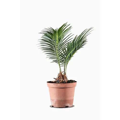 Cycas Revoluta ou faux palmier vert en pot de 1 L