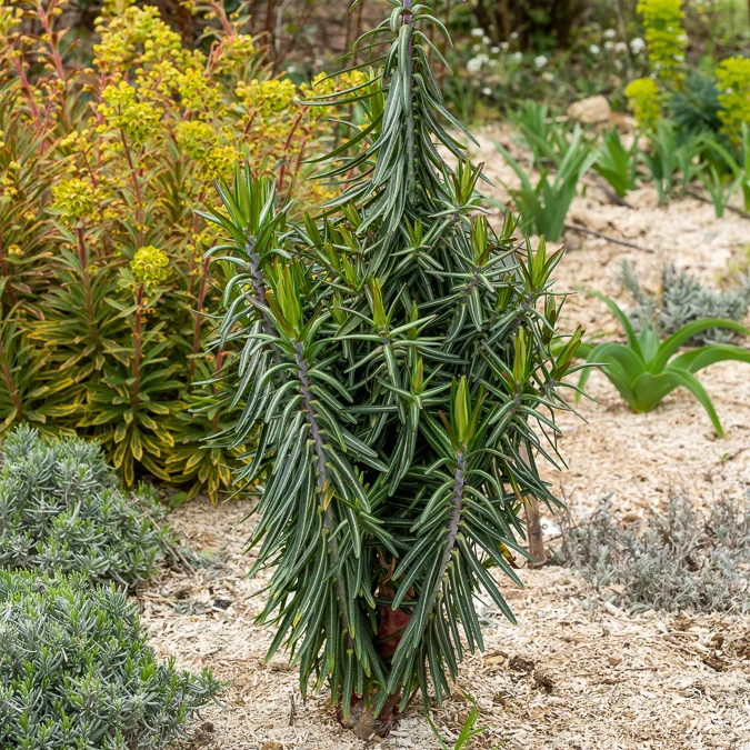 Euphorbe des Jardins - Epurge Euphorbia lathyris