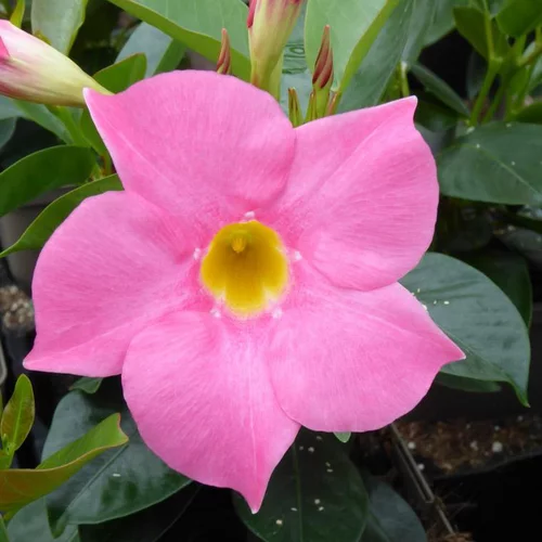 Dipladénia ou Mandevilla à fleurs multicolores - Le pot de 10 litres