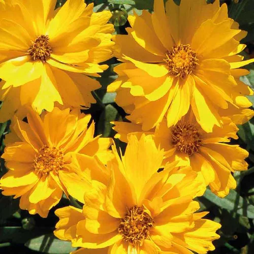 Coreopsis Haut Fleur Simple - Le pot de 9 x 9 cm
