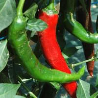 Piment D'Espelette Bio. Le pot de 10,5 cm