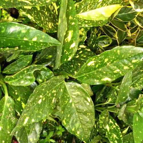 Aucuba vert panaché. Le pot de 13 cm