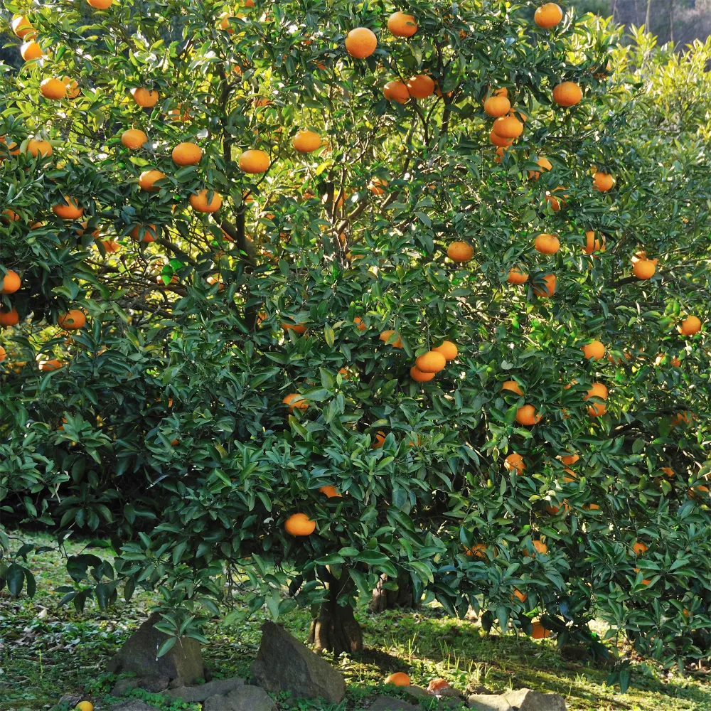 Mandarinier Citrus reticulata