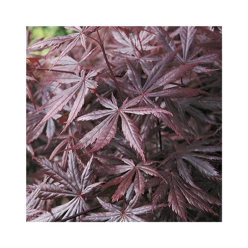 Erable du Japon (ACER PALMATUM TROMPENBURG ) Le pot de 15 litres