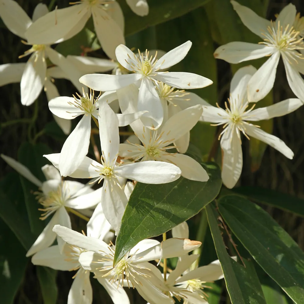 Clématite du Père Armand Little White Charm Clematis armandii 'little white charm'