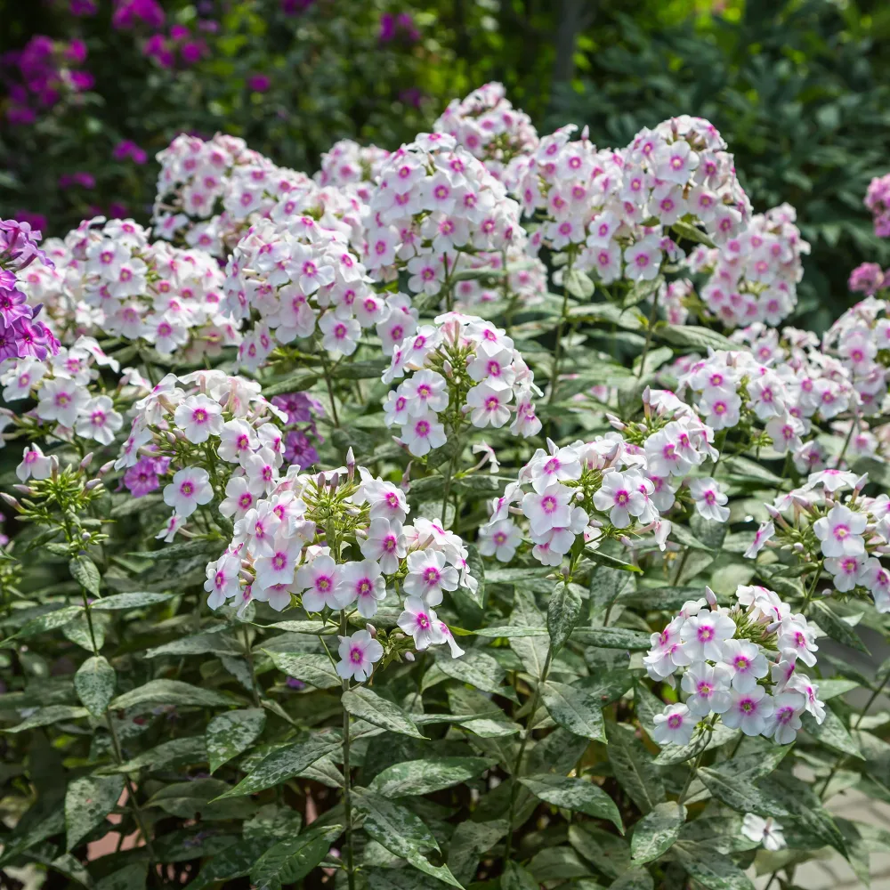 Phlox paniculé Europa Phlox paniculata Europa