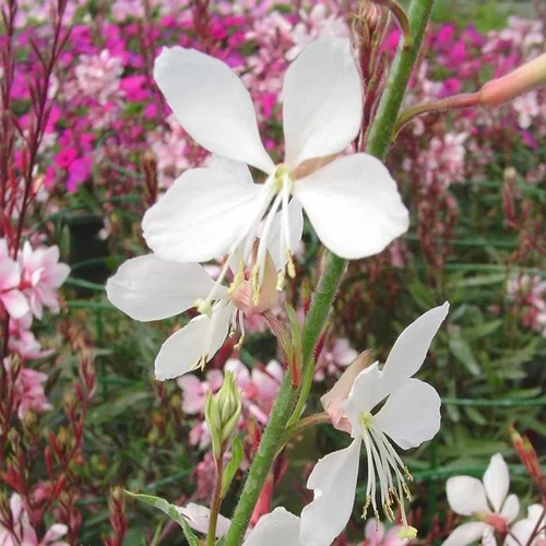 Gaura à fleurs blanches - Le pot de 0,5 litre