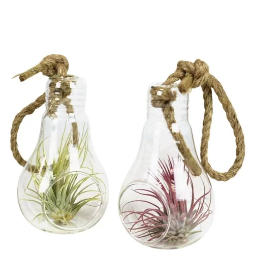 Tillandsia vert en verrerie ampoule 12 cm