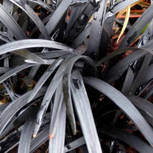 Ophiopogon Planiscapus Nigrescens (barbe de serpent) en pot de 2 L noir