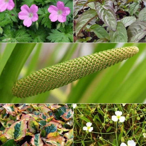 5 plantes de bassin et de berge parfumées en mélange Acorus, Baldellia, Geranium, Houttuynia, Mentha, Preslia
