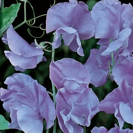 Pois de senteur Lord Nelson 1907 Lathyrus odoratus grandiflorus lord nelson 1907