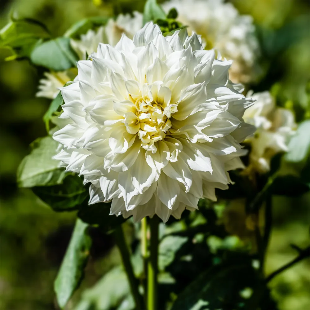 3 Dahlias géant Fleurel Dahlia 'fleurel'