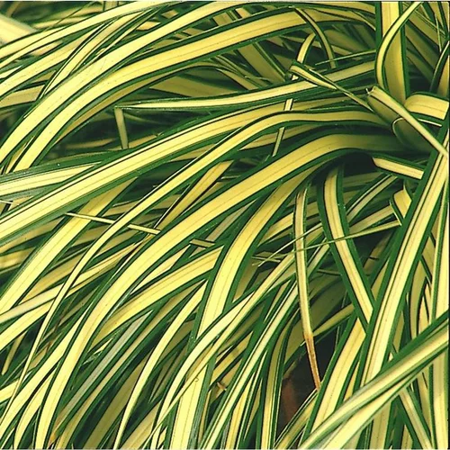 Carex oshimensis ou Laîche d'Oshima Evergold jaune. Le pot de 1 litre