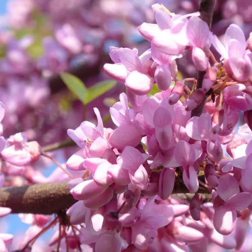 Arbre de Judée rose. Le pot de 30 litres, forme tige