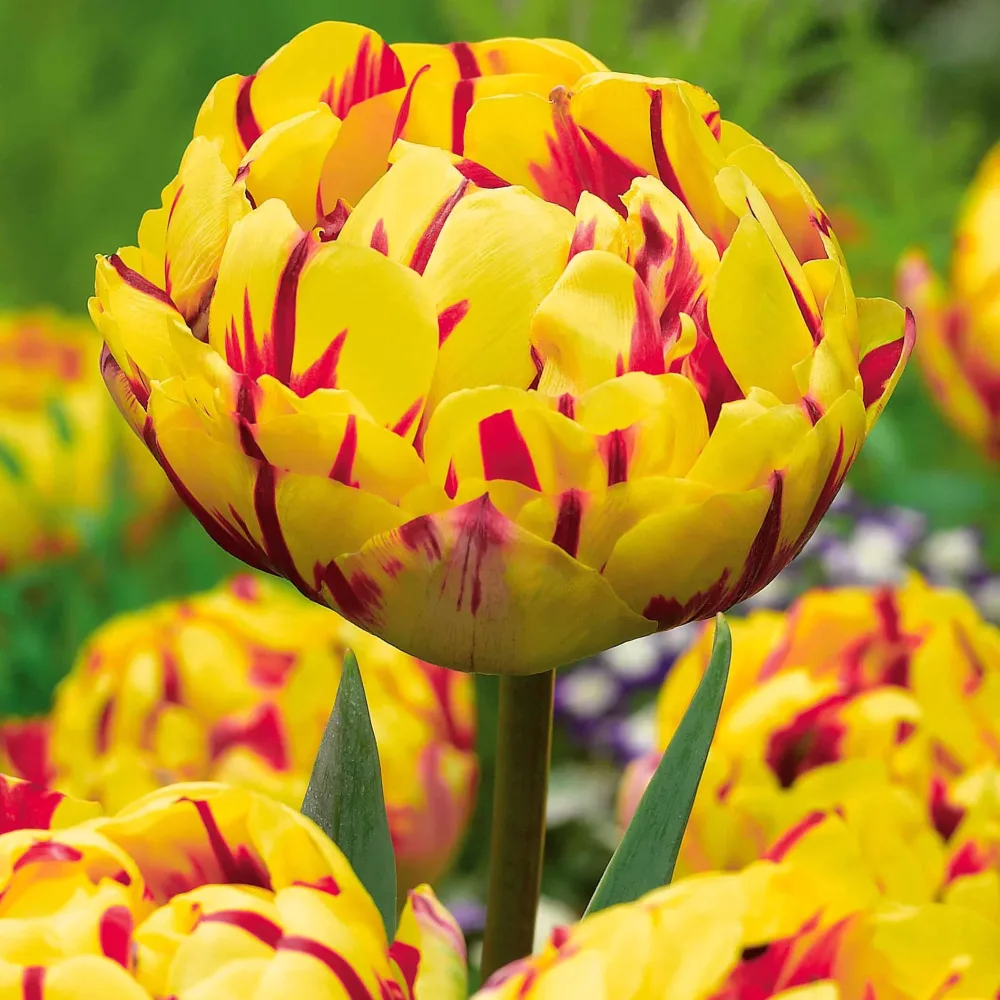 10 Tulipes à fleurs de pivoine Golden Nizza Tulipa golden nizza