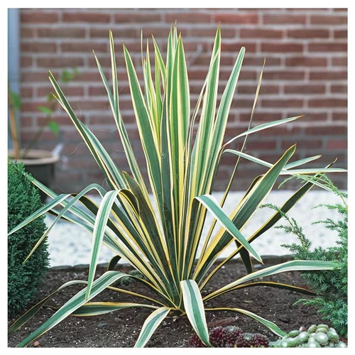 Yucca Herbe à Soie Bright Edge. Le pot de 4 litres