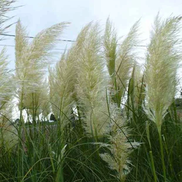 3 Herbes de la pampa Cortaderia selloana