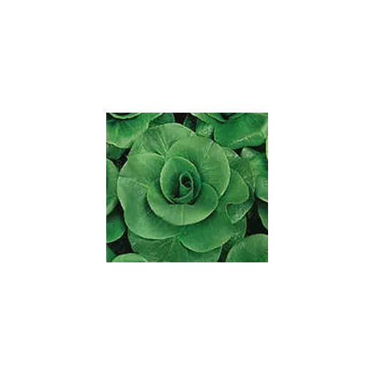 Graines bio de Chicorée sauvage Grumolo