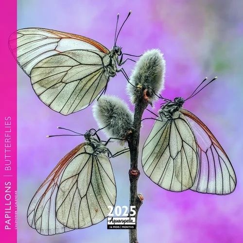 Calendrier 2025 papillons coloris multicolore Aquarupella - 16,5 x 16,5 cm
