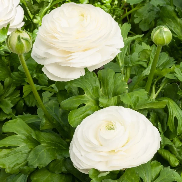 10 Renoncules blanches Ranunculus white