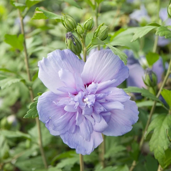 Hibiscus Blue Chiffon Hibiscus Syriacus Blue Chiffon