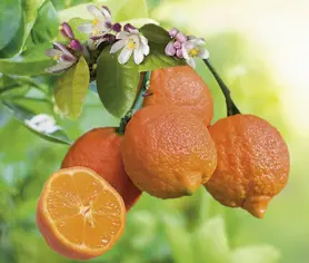 Lime coloris rouge - 2,5 L