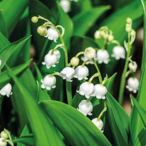 Muguet blanc - Le pot de 9 x 9 cm
