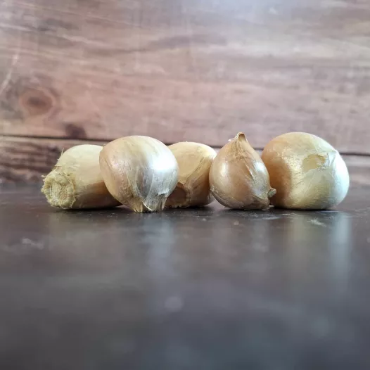 Caïeux ou gousses d'ail éléphant BIO