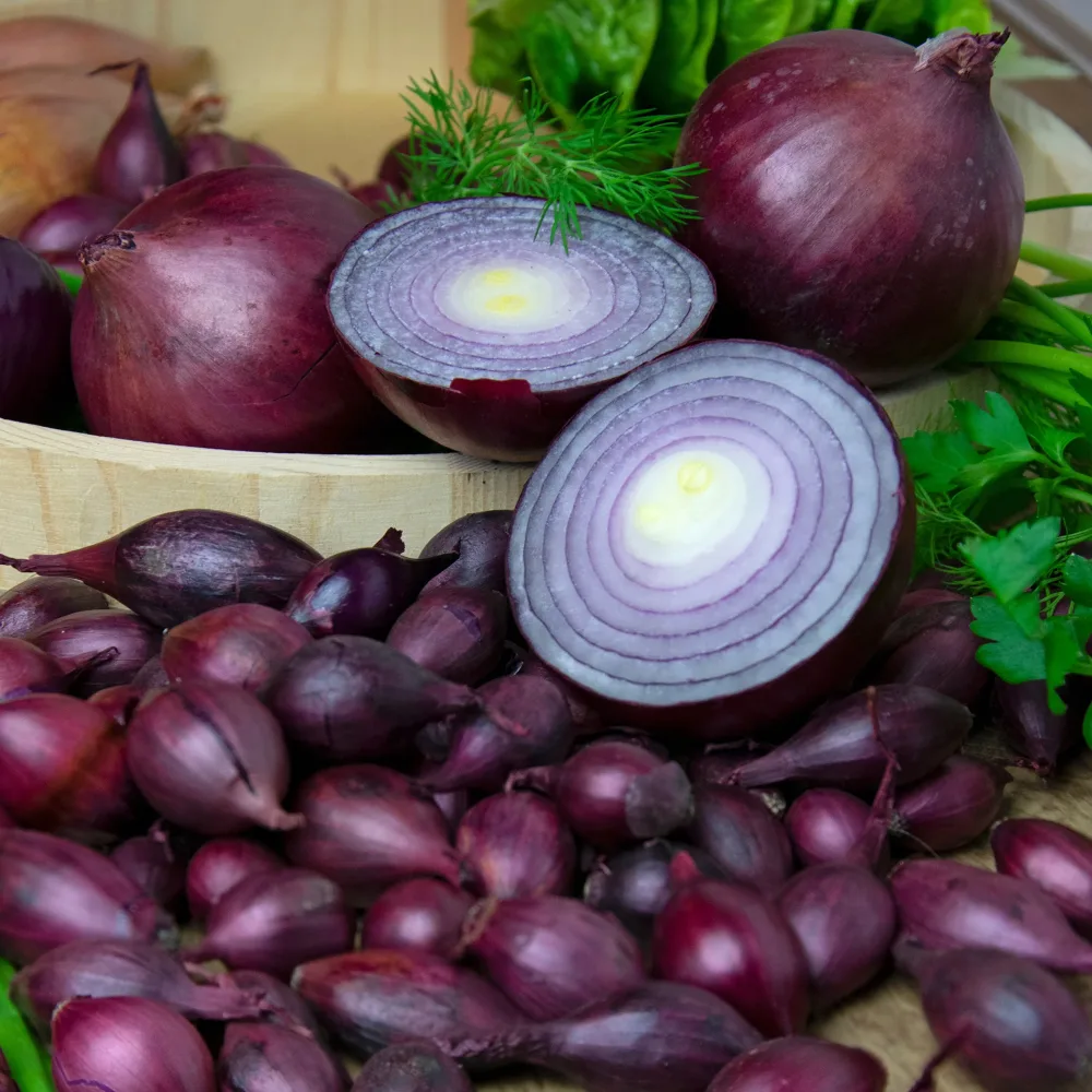 Oignon Red Baron Allium cepa red baron
